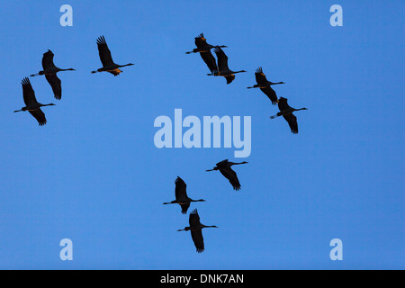 Silhouetten von Kranichen am Himmel bei Sonnenuntergang Stockfoto