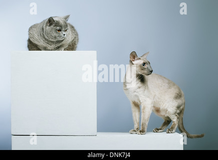 Peterbald und blau Britisch Kurzhaar Katze, grauen Hintergrund Stockfoto