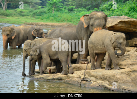 Pinnawala Elephant Orphanage, Sri Lanka Stockfoto