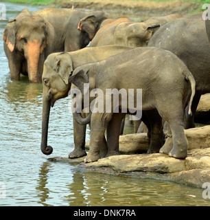 Pinnawala Elephant Orphanage, Sri Lanka Stockfoto