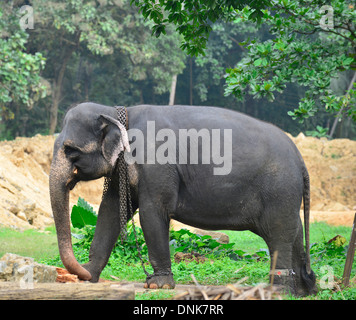 Sri Lanka Elefant, Asiatischer Elefant und Native nach Sri Lanka, im Bild lokalen Handler im Fluss mit Elefanten in der Nähe von Kandy. Stockfoto