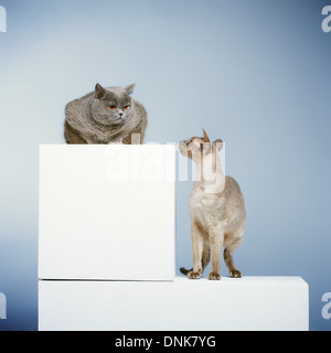 Peterbald und blau Britisch Kurzhaar Katze, grauen Hintergrund Stockfoto