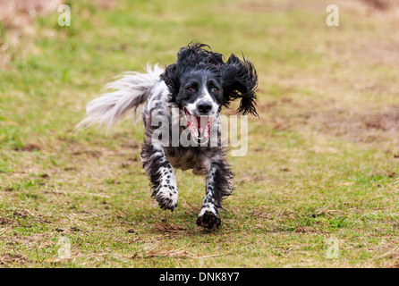 Springer Spaniel, schwarz und weiß, ausgeführt durch Feld Stockfoto