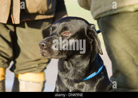 Ein schwarzer Labrador Retriever unter die Kanonen auf einem Fasan schießen in England Stockfoto