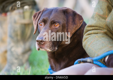 Ein Chocolate Labrador Retriever auf einem Fasan schießen in England Stockfoto