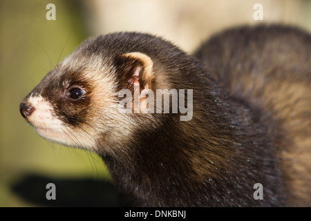 Europäischen Iltis (Mustela putorius) Großbritannien. Im späten Winter Stockfoto