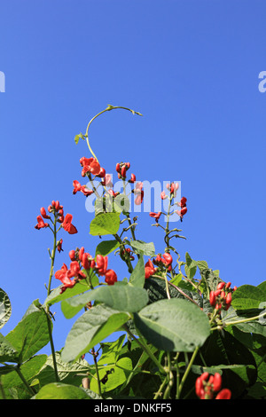 Rote Blumen auf Runner Bean Kletterpflanzen. UK Stockfoto