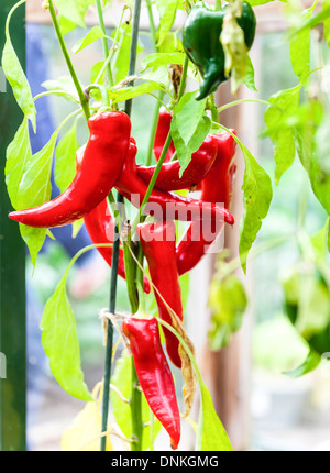 Red Chilli Cayennepfeffer genommen an den Rebstöcken im RHS Rosemoor Gärten Torrington, Devon, England. Stockfoto