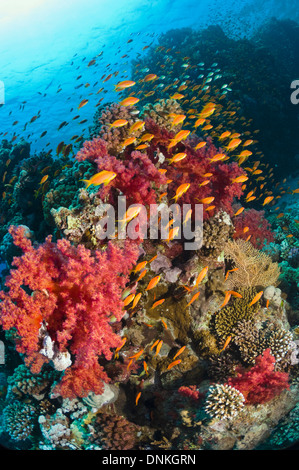 Lyretail Anthias oder Goldies (Pseudanthias Squamipinnis) über Korallenriff mit Weichkorallen (Dendronephthya sp). Ägypten, Rotes Meer. Stockfoto