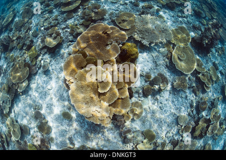 Sun Schecke auf Tabelle Korallen Acropora sp.) auf flachen Riffdach. Malediven. Stockfoto