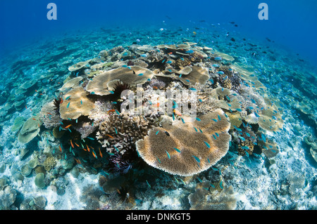 Sun Schecke auf Tabelle Korallen Acropora sp.) auf flachen Riffdach. Malediven. Stockfoto