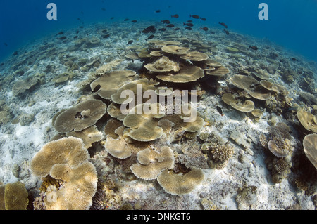 Sun Schecke auf Tabelle Korallen Acropora sp.) auf flachen Riffdach. Malediven. Stockfoto