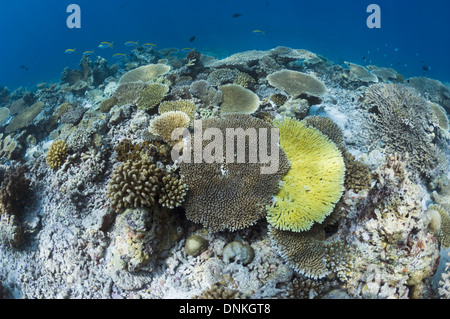 Sun Schecke auf Tabelle Korallen Acropora sp.) auf flachen Riffdach. Malediven. Stockfoto