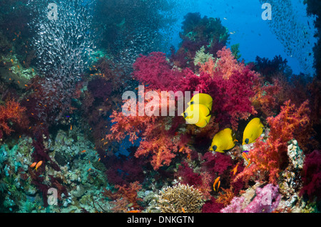 Korallenriff-Landschaft mit goldenen butterflyfish Stockfoto