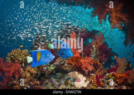 Korallenriff-Landschaft mit Yellowbar Kaiserfisch Stockfoto