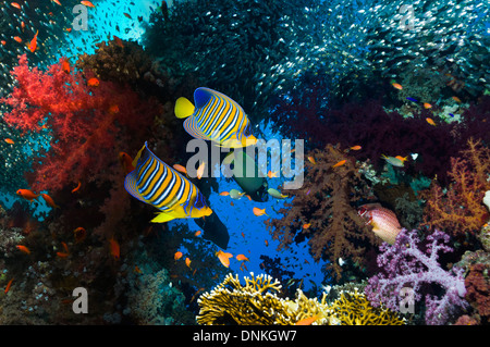 Korallenriff-Landschaft mit Kaiserfisch Stockfoto