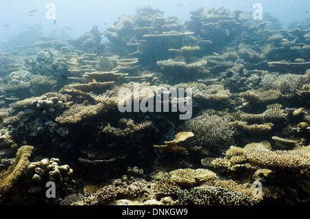 Korallenriff mit Tabelle Korallen (Acropora sp.). Malediven. Stockfoto