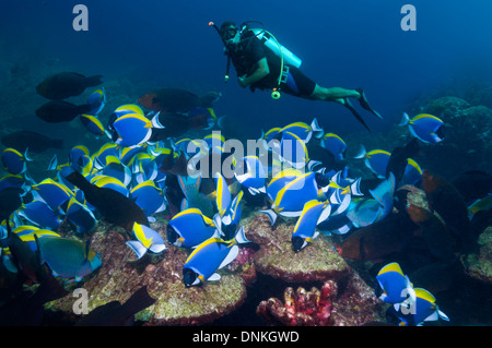 Eine Schule der hellblau-Doktorfisch (Acanthurus Leucosternon) Weiden auf Korallenstein mit männlichen Taucher im Hintergrund Stockfoto