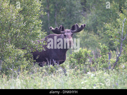 Eurasischen Elch (Moose) Stockfoto