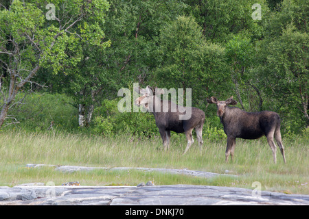 Zwei eurasischen Elch (Moose) Weiden in den Feuchtgebieten auf den Lofoten, Norwegen Stockfoto