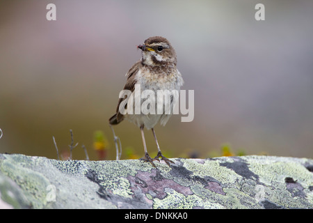 Luscinia Svecica - thront auf einem Felsen Flechten bedeckt weibliche Blaukehlchen Stockfoto