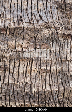 Baum-Rinde-Muster. Stockfoto