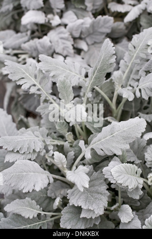 Senecio Aschenpflanze "Cirrus" Silber Kreuzkraut wächst in einer geschützten Umgebung. Stockfoto