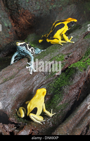 Drei verschiedene Farbe Morphs färben Dart Frog, Dendrobates Tinctorius. Zusammengesetzte Foto. Stockfoto