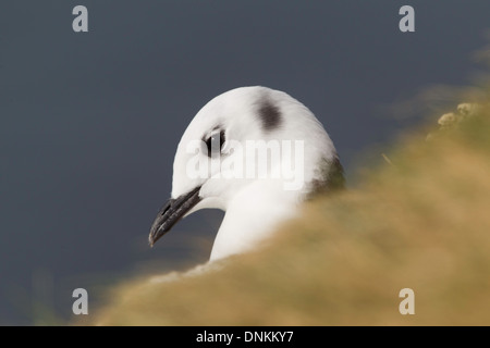 Close-up Kopf geschossen von juvenile Dreizehenmöwe im Kittiwake Colony auf Ekkeroy, Varanger, Norwegen. Stockfoto