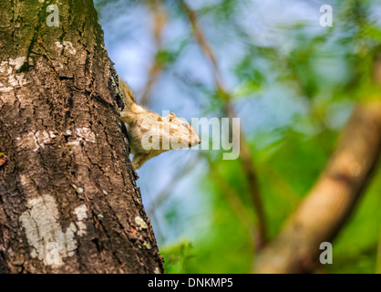 Indischen Palm Eichhörnchen, Funambulus Palmarum, auf einem Baumstamm die kopieren Paarung Anruf, Raum Stockfoto