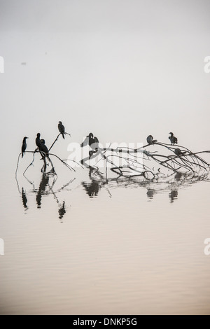 Agemon Bird Sanctuary Obergaliläa Israel, Kormorane Stockfoto