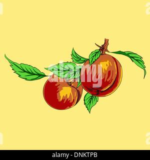 Zwei Pfirsiche mit Blättern auf einem Ast auf hellem Hintergrund Stock Vektor