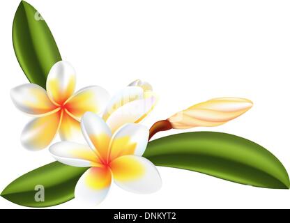 Illustration der Frangipani oder Plumeria Blumen Stock Vektor