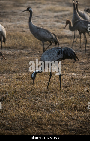 Agemon Bird Sanctuary, Upper Galilee, Israel, Krane Stockfoto