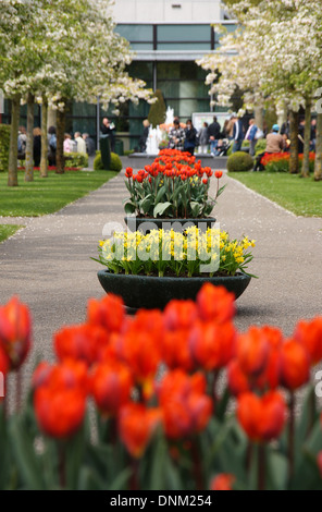 Lisse, Niederlande, Tulpen im Bereich von den holländischen Keukenhof Gärten Stockfoto