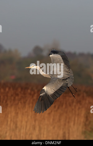 Graureiher (Ardea Cinerea) Stockfoto