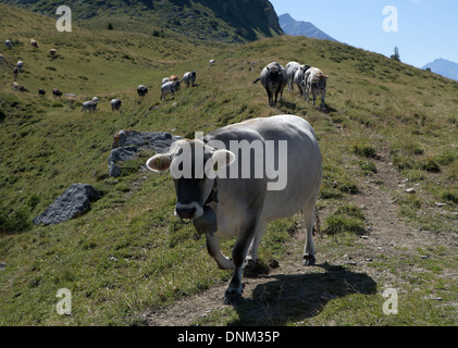 Jochalp, Schweiz, gehen junge Kühe auf einem Wanderweg Stockfoto