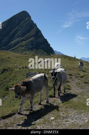 Jochalp, Schweiz, gehen junge Kühe auf einem Wanderweg Stockfoto