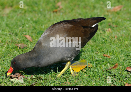 Teichhühner - Gallinula Chloropus Futtersuche auf kurzen Rasen Stockfoto