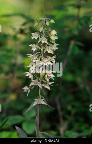 Violette Helleborine - Epipactis Purpurata mit Hoverfly - Baccha elongata Stockfoto