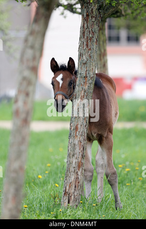 Graditz, Deutschland, Fohlen suchen neugierig hinter einem Baumstamm Stockfoto