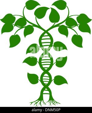 Grüner Baum-Darstellung mit den Bäumen und Reben bilden eine DNA-Doppelhelix Stock Vektor