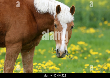 Prangender Dorf, Deutschland, Haflinger isst Loewenzahn Stockfoto