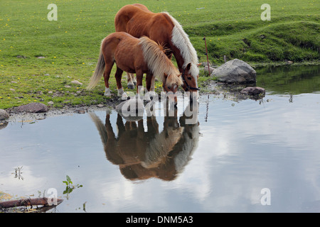 Prangender Dorf, Deutschland und Haflinger Shetlandpony trinken aus einem Teich Stockfoto