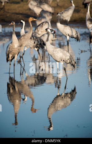 Agemon Bird Sanctuary, Upper Galilee, Israel, Krane Stockfoto