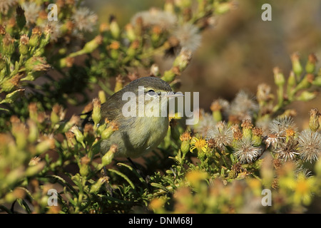 Fitis (Phylloscopus Trochilus) Stockfoto