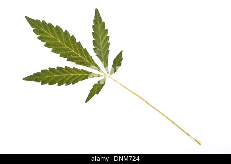 Eine kleine Cannabisblatt auf weißem Hintergrund. Stockfoto
