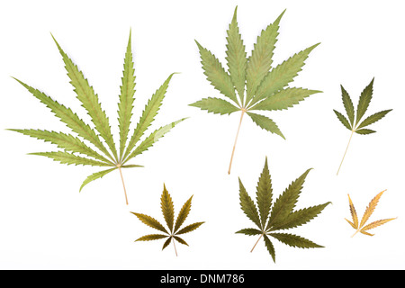 Eine Auswahl von Cannabis Sativa Blätter Stockfoto