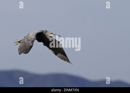 Hybrid-Western Reef Seidenreiher (Egretta Garzetta Gularis) Stockfoto