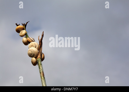 Schneckenhäuser auf dem Rasen, Andalusien, Spanien, September 2013 Stockfoto